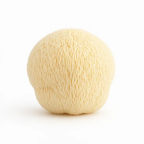 Lion's Mane Mushroom