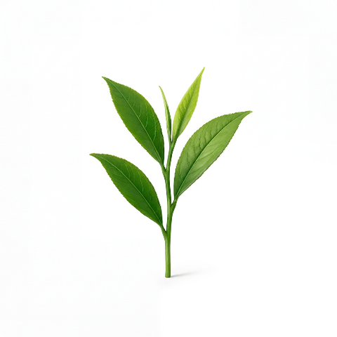 L-Theanine